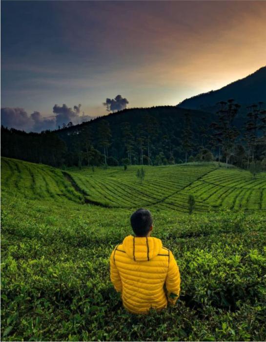 Tea Plantation Tours Bandung Barat